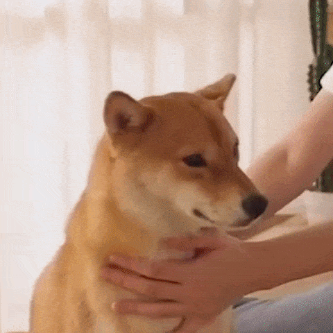 Cepillo 2 en 1 Secador De Pelo Portátil Para Mascotas